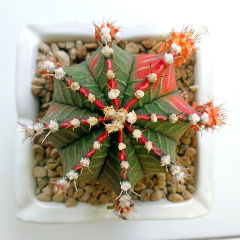 Jual Gymnocalycium Mihanovichii Starfire Ownroot Indukan Milo