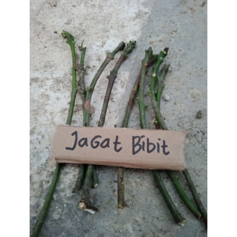 Jual Entres Batang Segar Mangga Golek Madu Shopee Indonesia