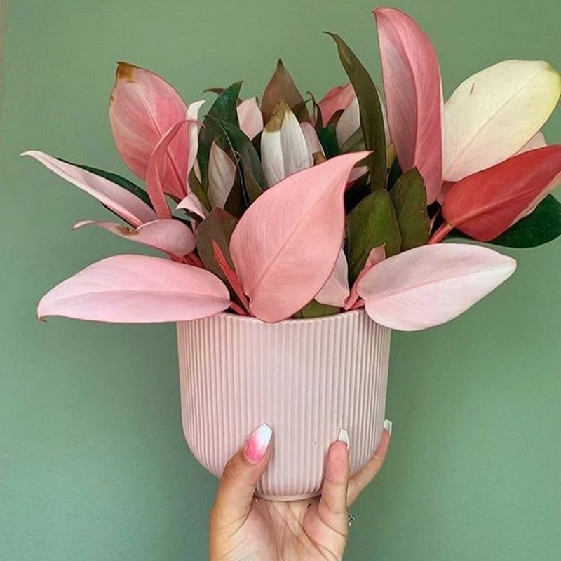 Jual Tanaman Hias Philo Pink Philodendron Congo Pink Princess