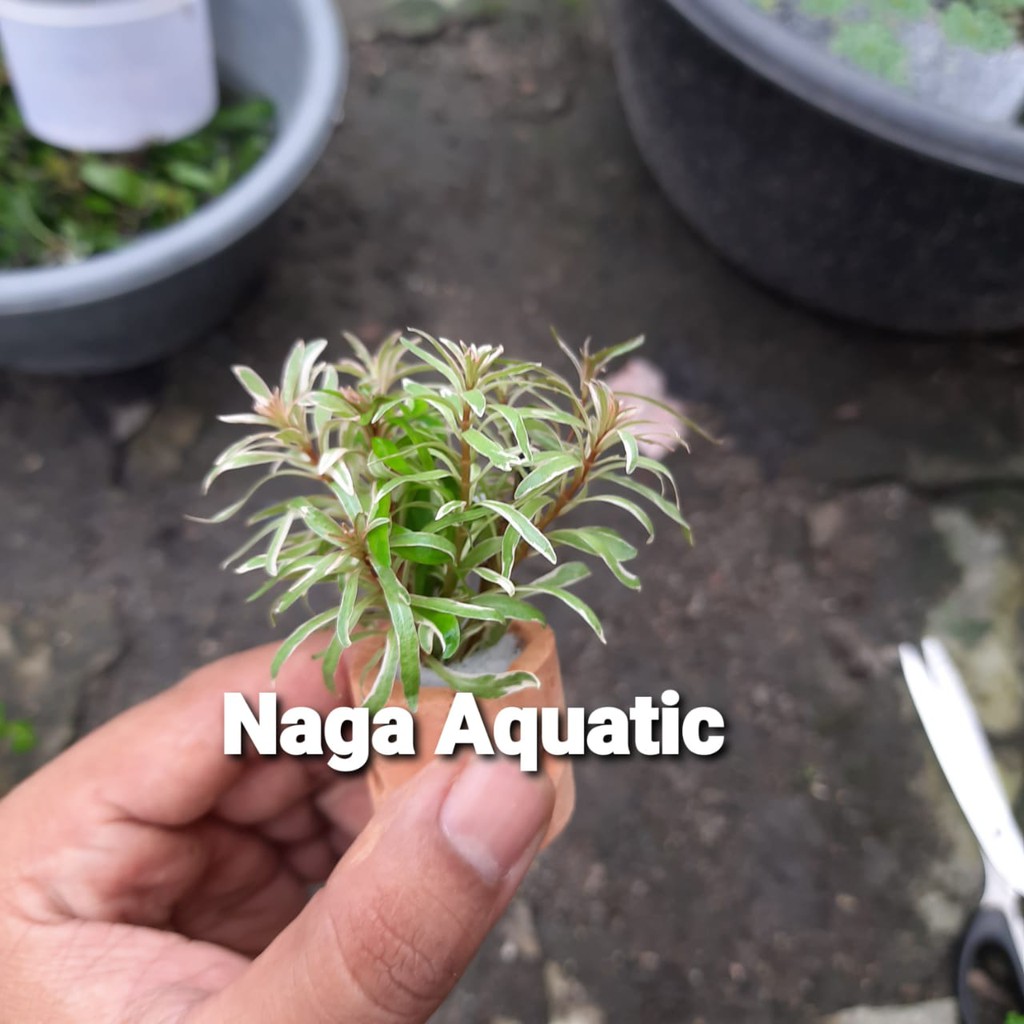 Jual Tanaman Aquascape Ludwigia SP White Full Air Shopee Indonesia