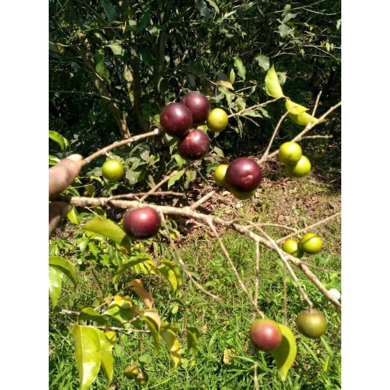 Jual Bibit Plum Ausi Berbunga Benih Pohon Tanaman Buah Okulasi Sambung