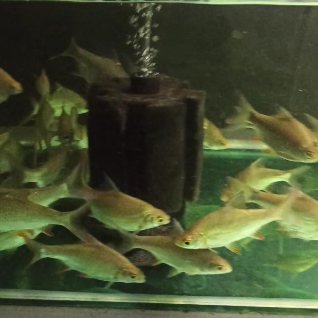 Jual 21 Ikan Kaviat Bangkok Ijo Jumbo Tankmate Arwana Dan Predator