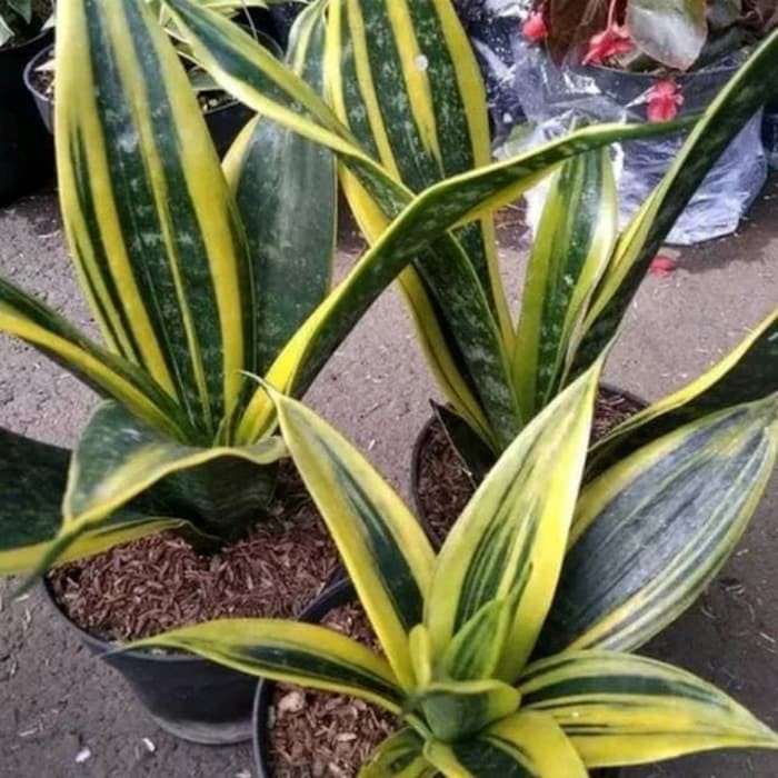 Jual Tanaman Hias Sensivera Gold Frem Sansevieria Gold Frem Sanseviera