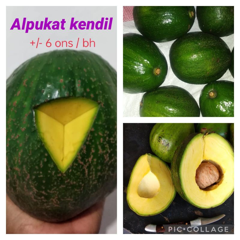 Jual Alpukat Kendil Harga Satuan Shopee Indonesia