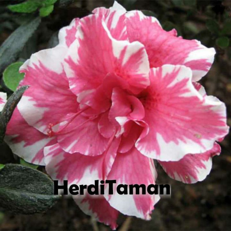 Jual Bibit Tanaman Hias Bunga Adenium Kemboja Jepang Bunga Adenium