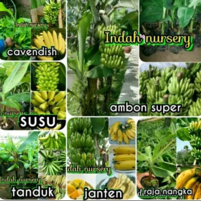 Jual Paket Jenis Bibit Buah Pisang Cavendish Cavendis Susu Tanduk