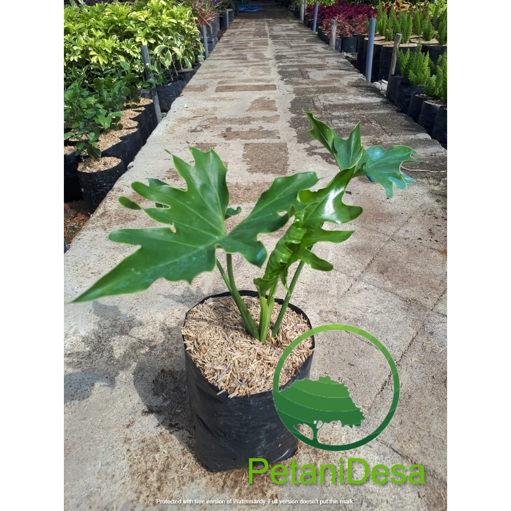 Jual Tanaman Hias Philodendron Selloum Philo Jari Shopee Indonesia