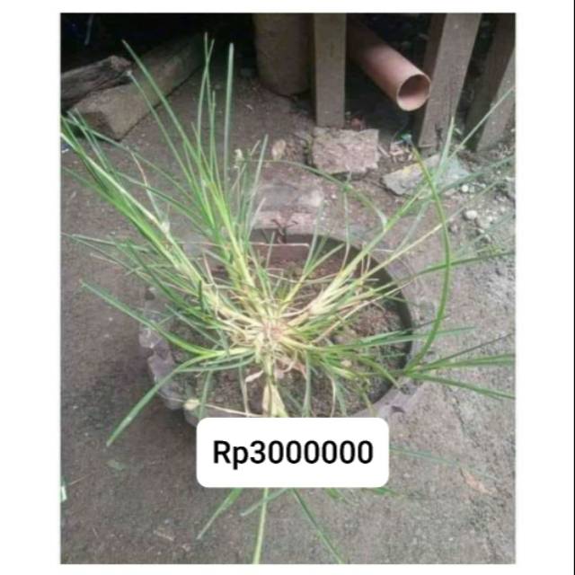 Jual Tanaman Hias Rumput Dewa God Grass Shopee Indonesia