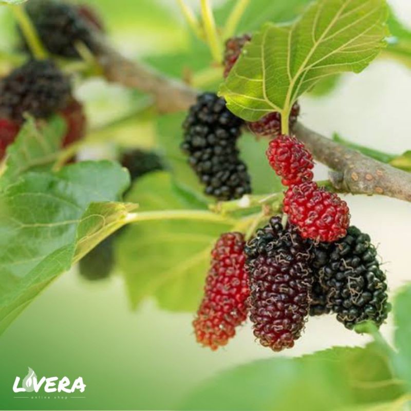 Jual Bibit Buah Mulberry Murbei Besaran Shopee Indonesia