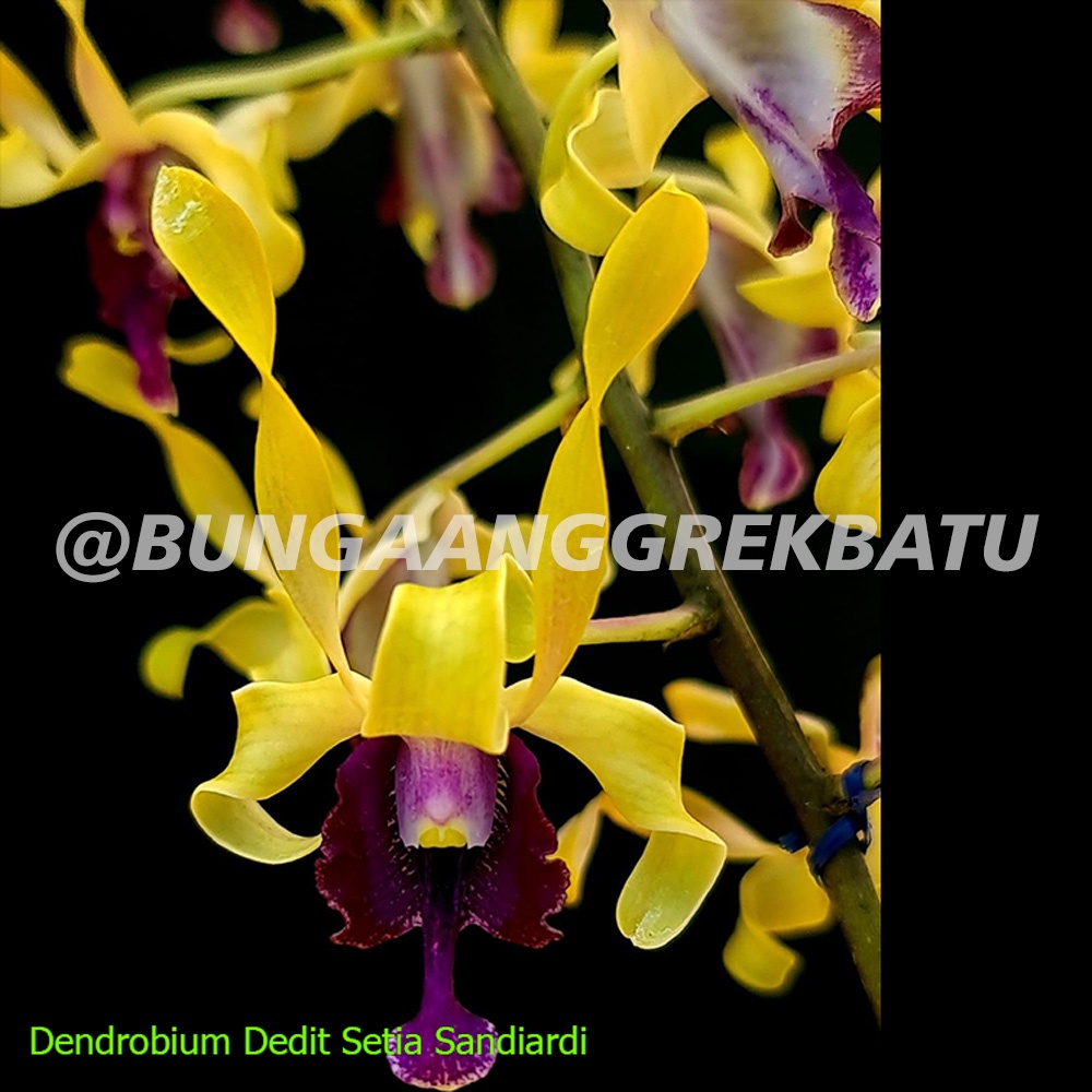 Jual Anggrek Dendrobium Melintir Hybrid Usia 6 7 Bulan Seedling