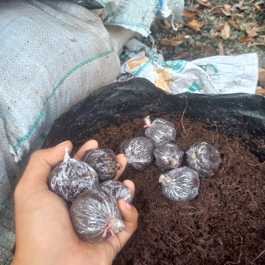 Jual Media Cangkok Cocopeat Sabut Kelapa Fermentasi Instan Media Tanam