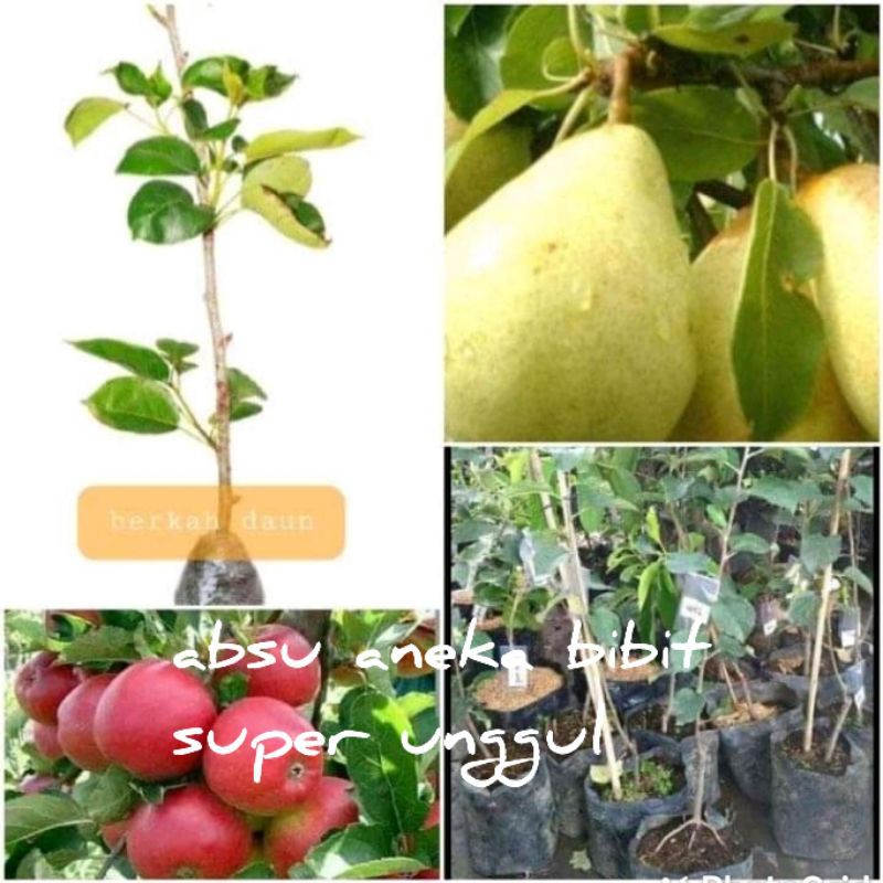 Jual Paket Hemat 1 Pear Hijau 1 Apel Fuji Hanya 55000 Shopee Indonesia