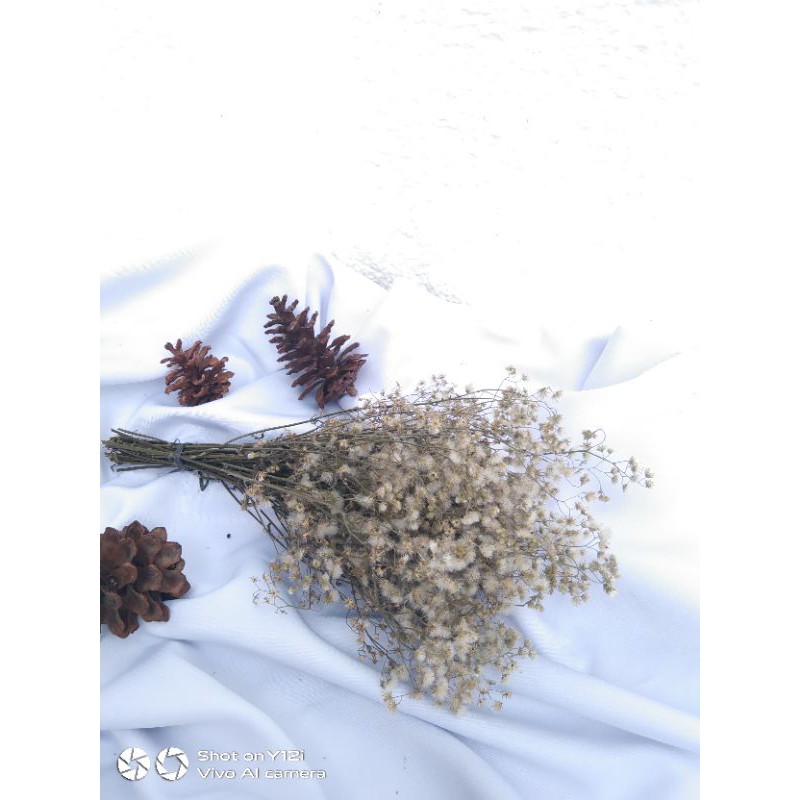 Jual DRIED FLOWER RUSTIC BUNGA KERING LOKAL RUMPUT LIAR RUSTIC