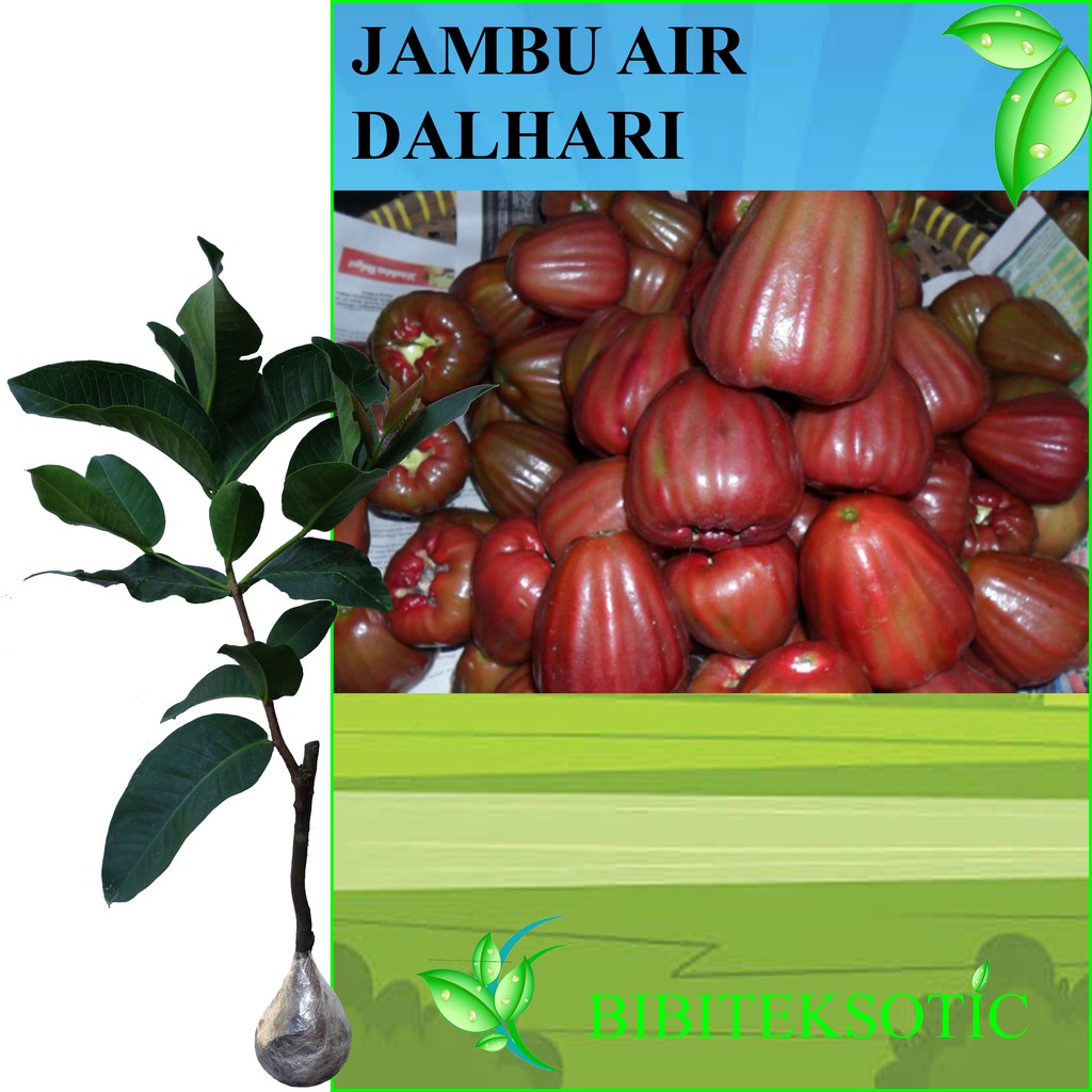 Jual Tanaman Jambu Air Dalhari Tinggi 60 80 Cm Shopee Indonesia