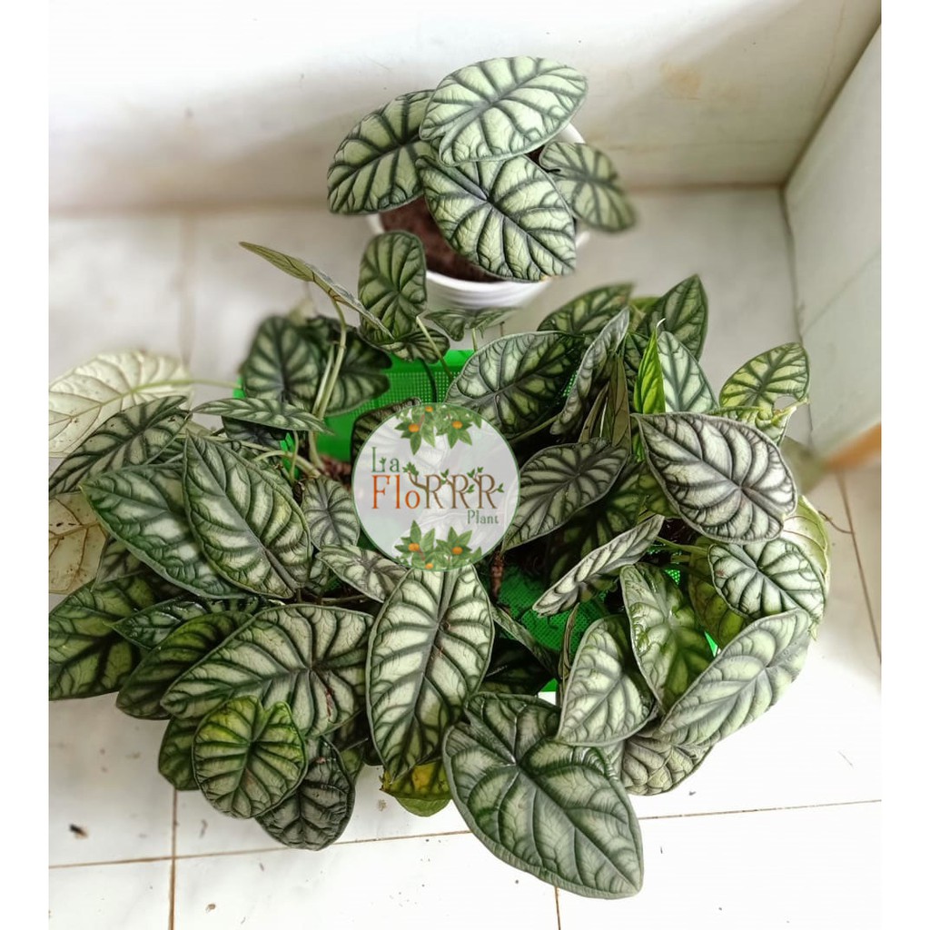 Jual Alocasia Dragon Silver Daun Dragon Silver Keladi