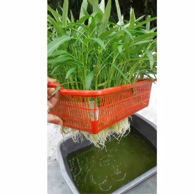 Jual Paket Budidaya Kangkung Hidroponik Sistem Wick Tanpa Bak