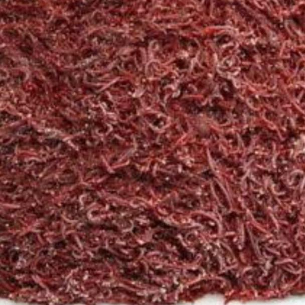 Jual Cacing Beku Super Super Frozen Bloodworm 500gr 500 Gram