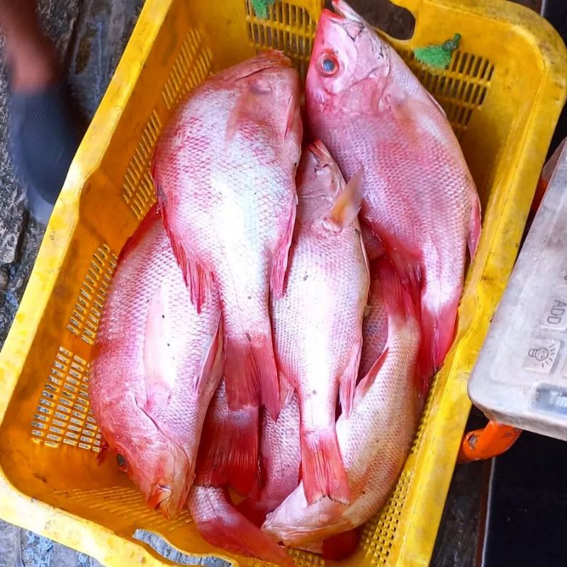 Jual Ikan Kakap Merah Segar Fresh Fish Sweet Sour Free Bersih Gizi