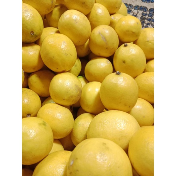 Jual Jeruk Lemon Impor Kg Shopee Indonesia