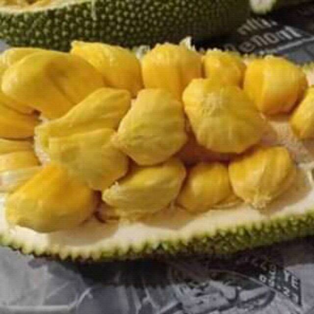 Jual Bibit Cempedak King Buah Cempedak Murah Shopee Indonesia