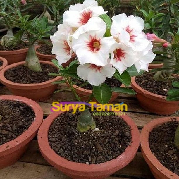 Jual Peromo Tanaman Hias Adenium Bunga Tumpuk Bibit Pohon Adenium Bunga