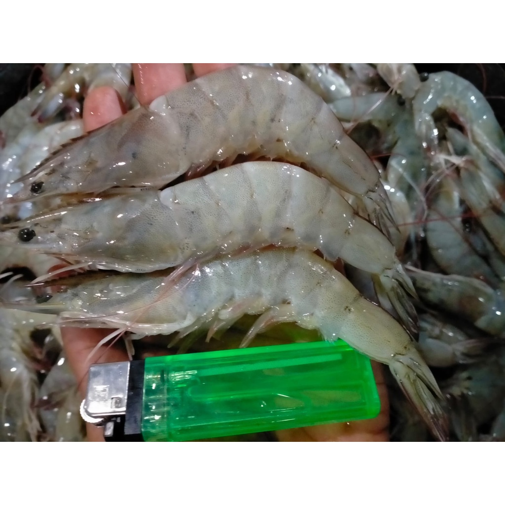 Jual Udang Vaname Segar Udang Segar Seafood SEGAR Harian Dan BERGARANSI