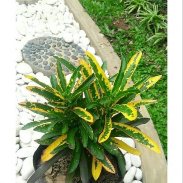 Jual Ayo Tanaman Hias Puring Teri Pohon Cantik Puring Teri Shopee