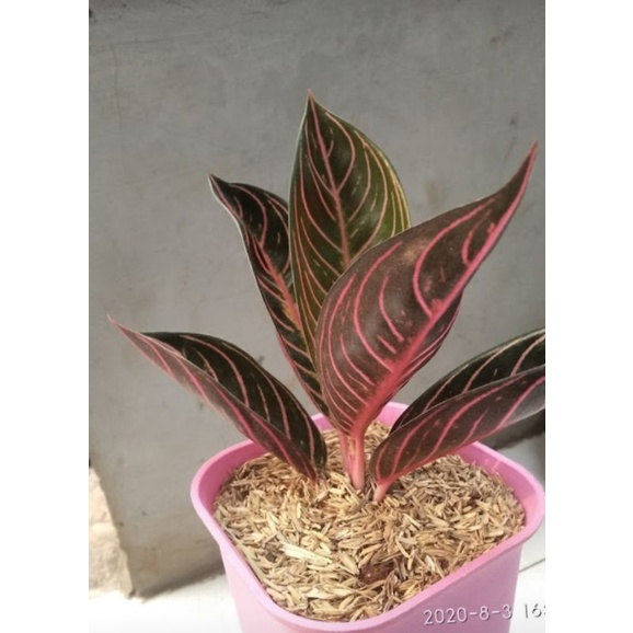 Jual Tanaman Hias Aglonema Red Sumatra Shopee Indonesia