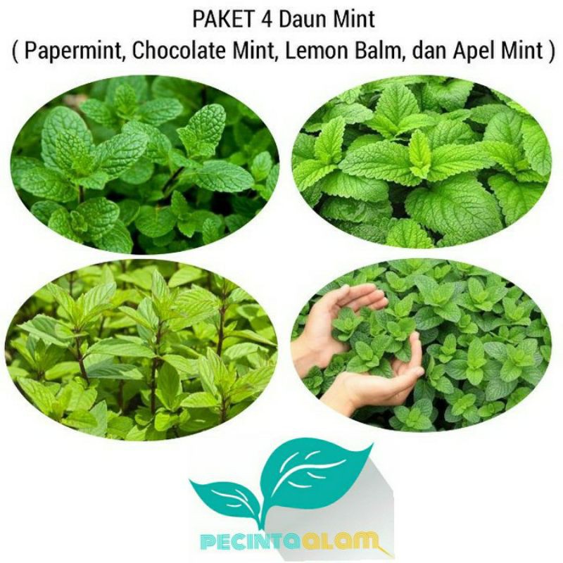 Jual Bibit Paket Jenis Tanaman Daun Mint Tanaman Herbal Mint