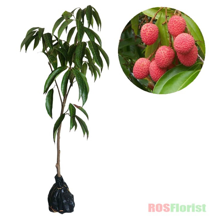 Jual Bibit Tanaman Buah Leci Lychee Merah Shopee Indonesia