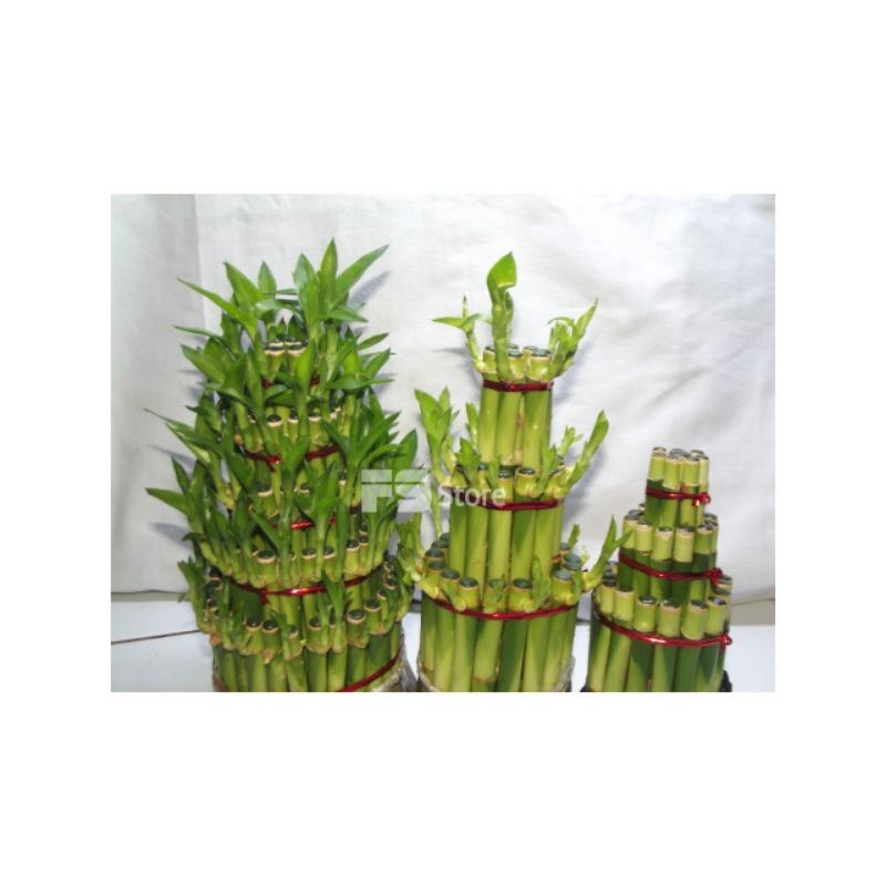 Jual Tanaman Bambu Hoki Tanaman Bambu Hias Shopee Indonesia