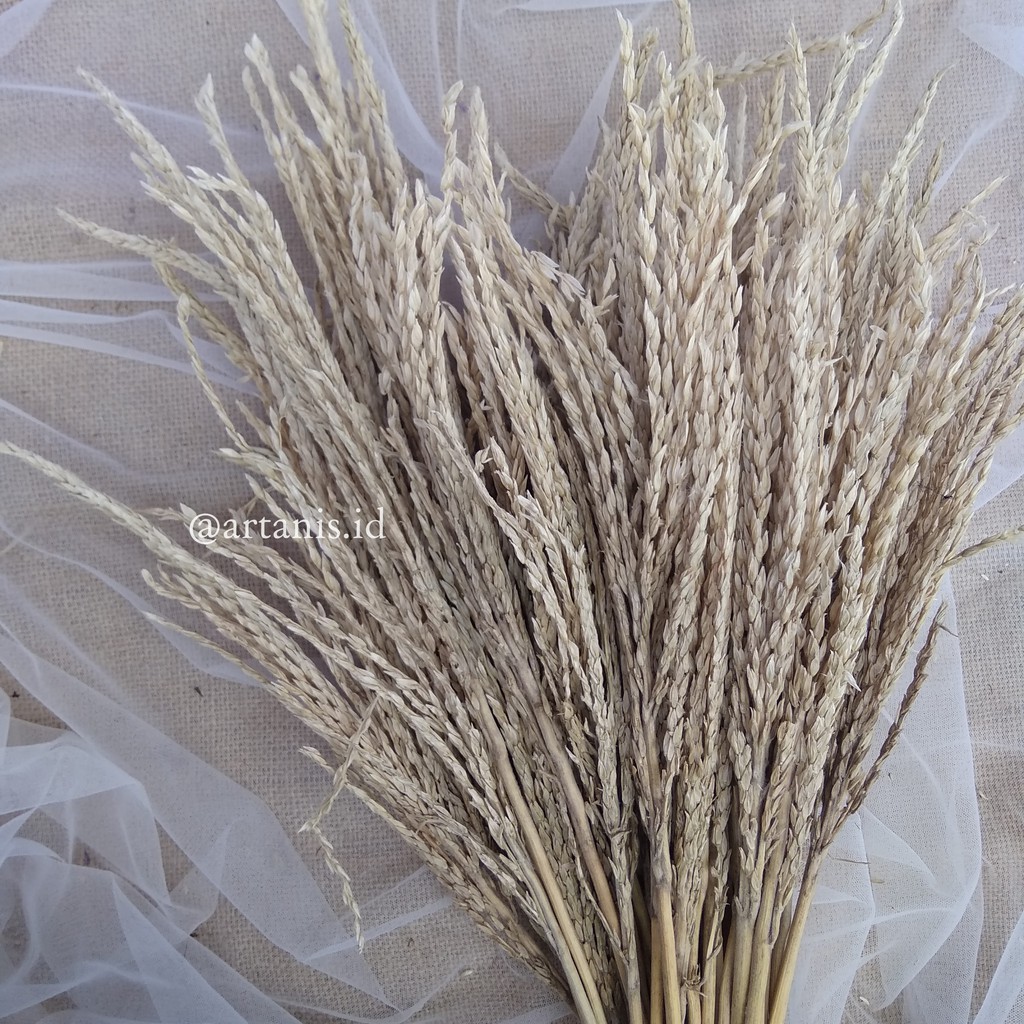 Jual Bunga Jagung Kering Dried Flower Lokal Dekorasi Foto