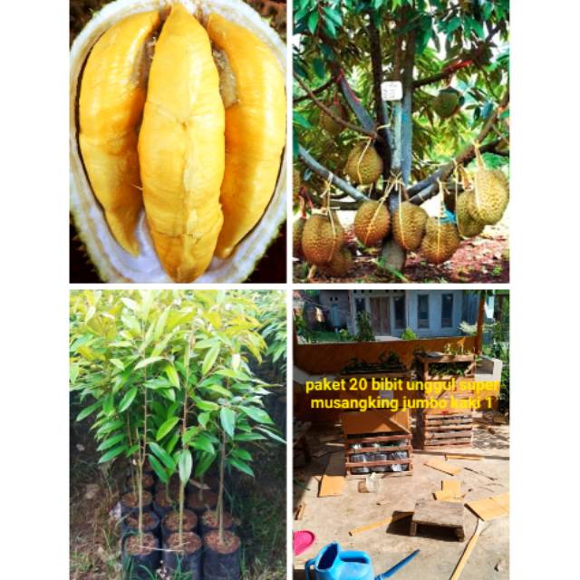 Jual Paket Bibit Unggul Super Pohon Durian Musang King Kaki Genjah