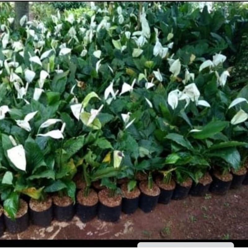 Jual Peace Lily Sepatu Fillum Tanaman Hias Perdamaian Indoor Pembersih