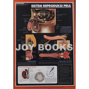 Jual Poster Sistem Reproduksi Pria Organ Tubuh Manusia Kesehatan