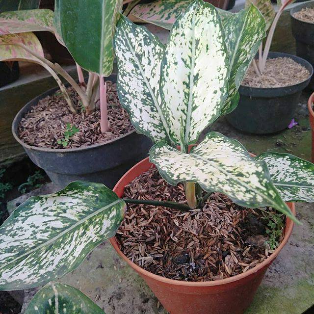 Jual Sri Rejeki Chinese Evergreen Aglaonema Costatum Variegated