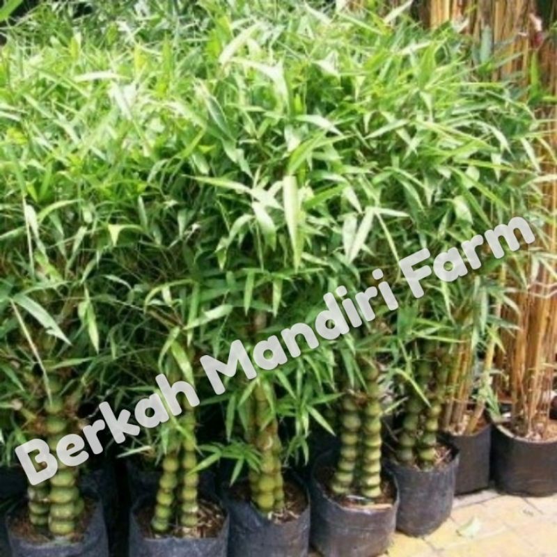 Jual Bibit Tanaman Hias Bambu Nagin Buddha Kodok Unik Dan Langka