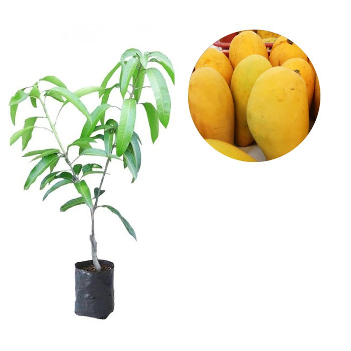 Jual BIBIT BUAH MANGGA CHOKANAN COCOK DI TANAM POT Shopee Indonesia