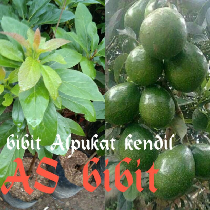 Jual Bibit Alpukat Kendil Shopee Indonesia