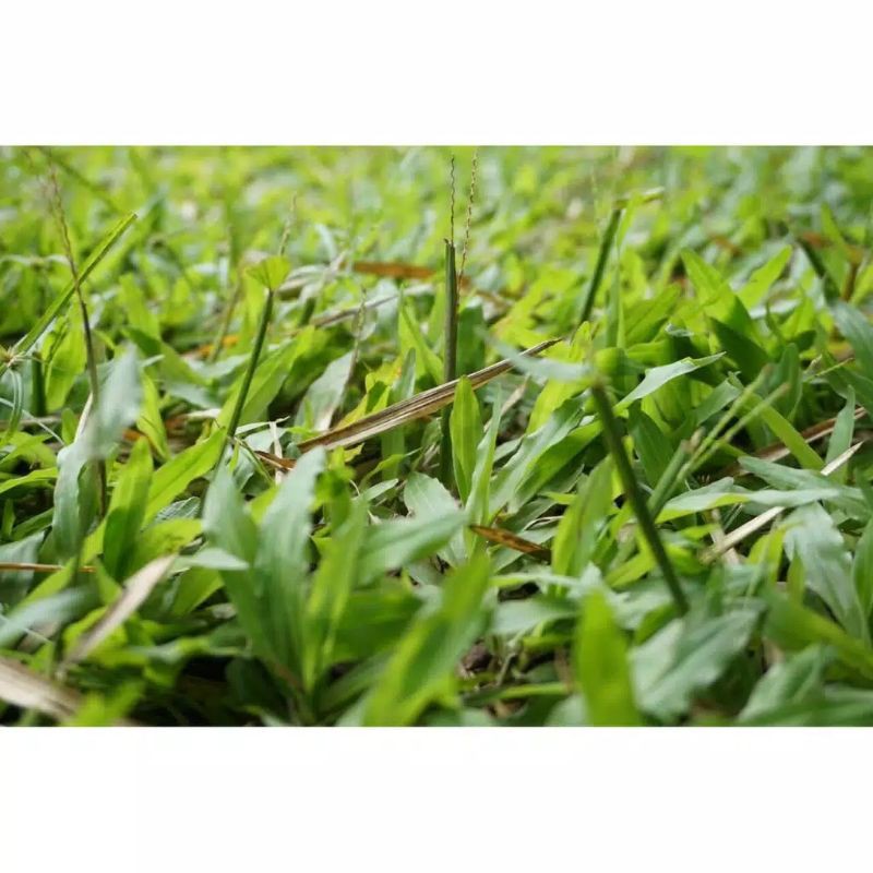 Jual RUMPUT Gajah Mini Rumput Gajah Mini Permeter Shopee Indonesia