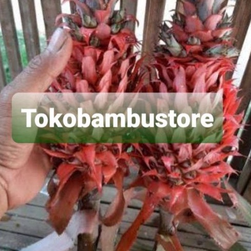 Jual Buah Nanas Merah Nanas Hutan Segar Hemat Gram Perbuah Shopee