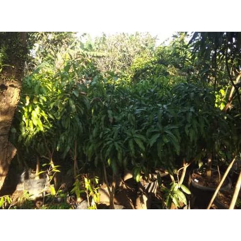 Jual Pohon Mangga Irwin Siap Buah Tinggi 1 6 Meter Shopee Indonesia