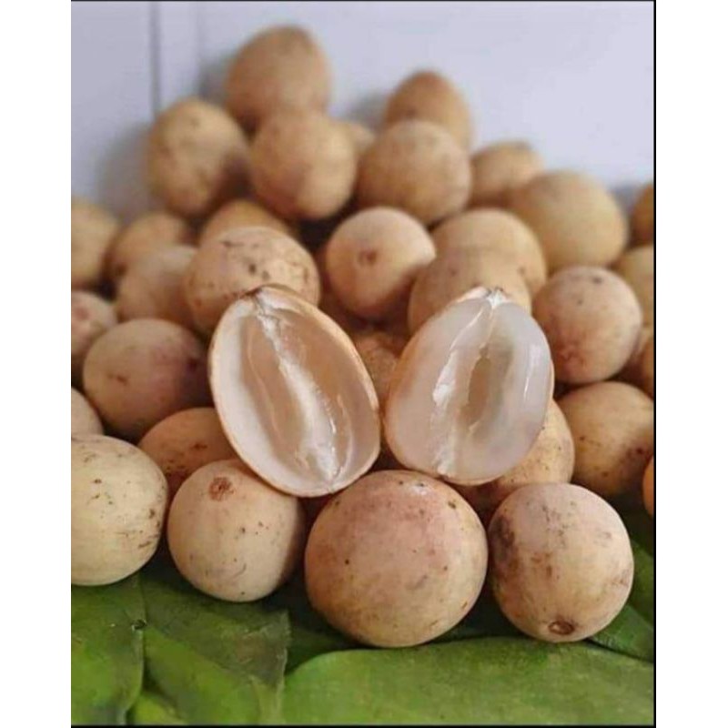 Jual Buah Duku Asli Palembang Per Kg Shopee Indonesia