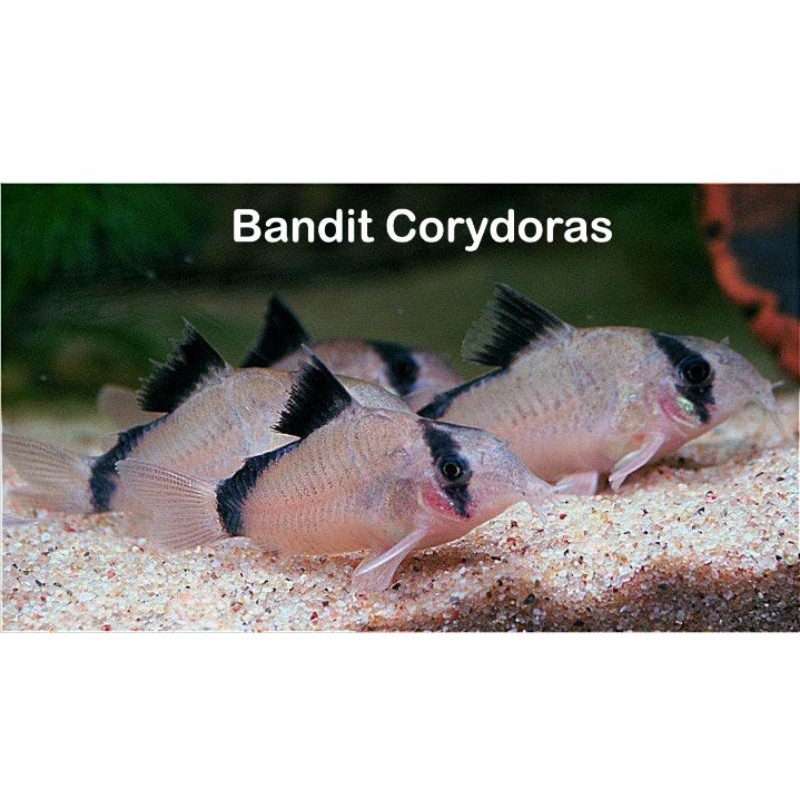 Jual Ikan Hias Corydoras Metae Corydoras Bandit Aquascape Shopee