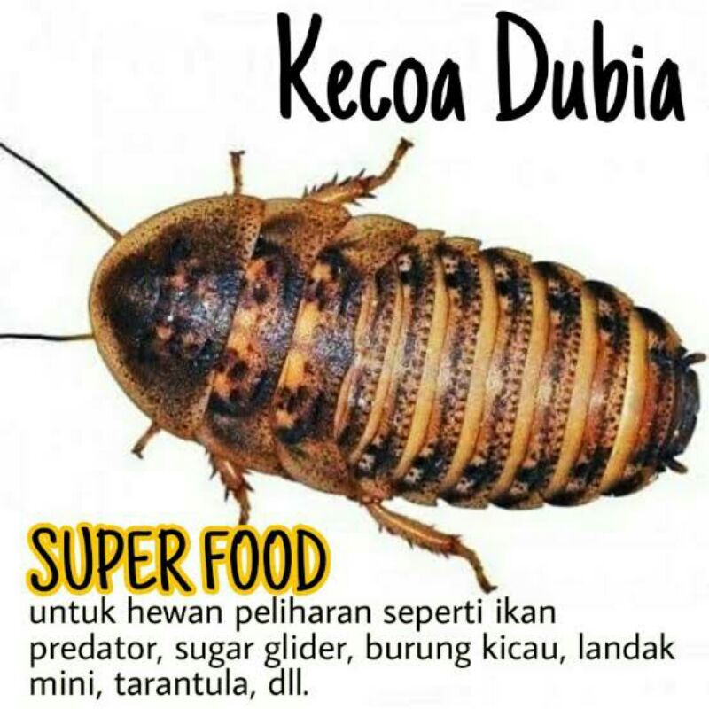 Jual Kecoa Dubia Indukan Super Gutload Shopee Indonesia