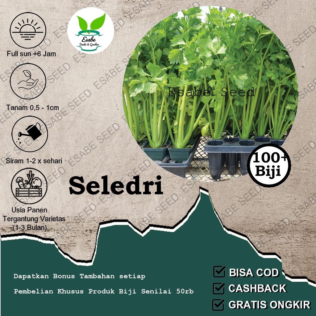 Jual Benih Biji Seledri Amigo Repack Seeds Shopee Indonesia