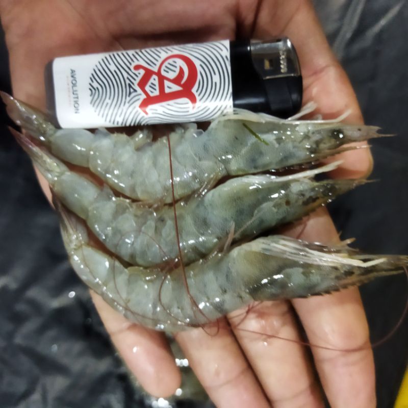 Jual Udang Vaname Segar 1 Kilogram Shopee Indonesia