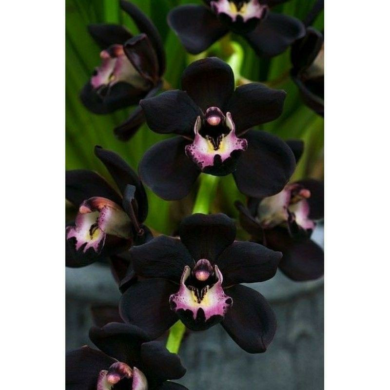 Jual Seedling Anggrek Dendrobium Black Hybrid COD Shopee Indonesia