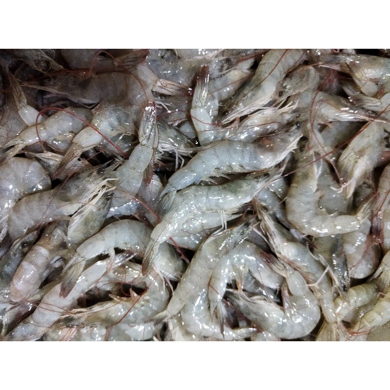 Jual Udang Vaname Segar Kg Size Udang Fresh Segar Dan