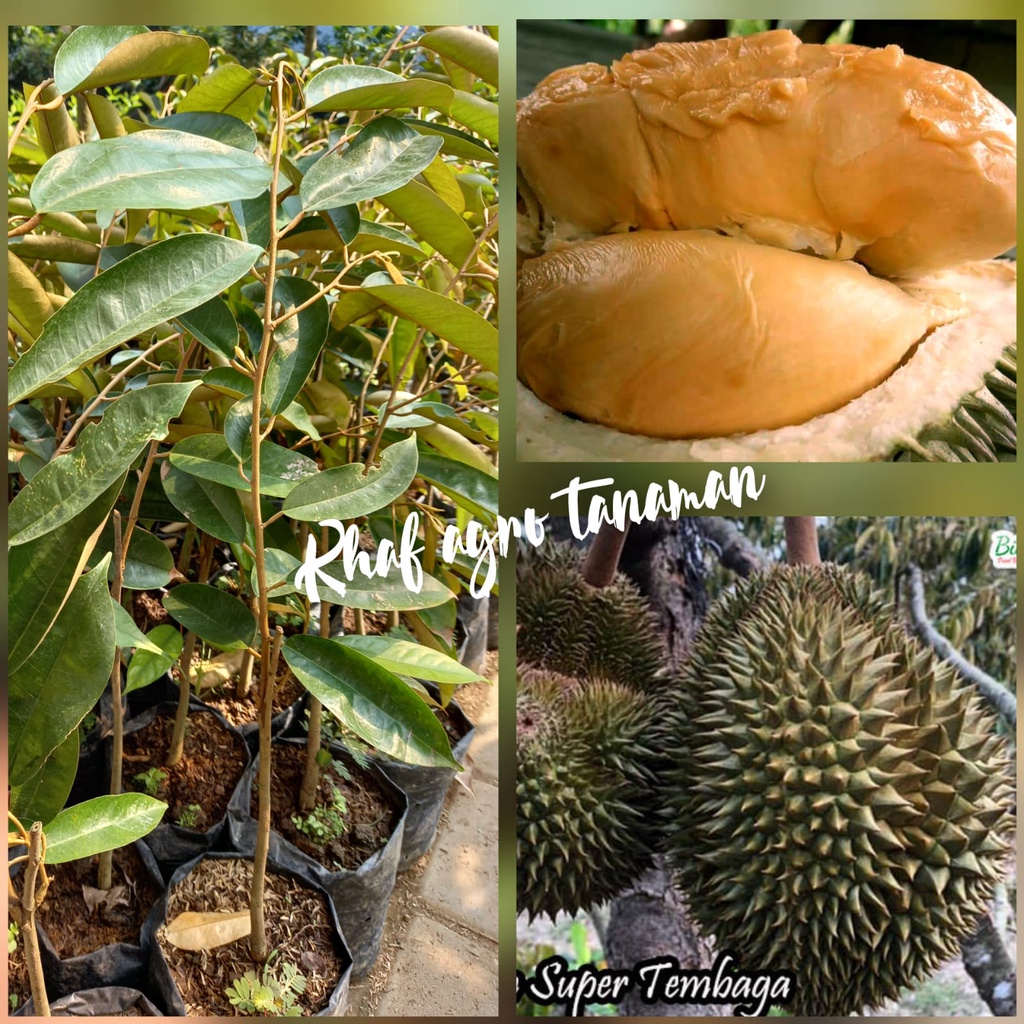 Jual Bibit Durian Super Tembaga Shopee Indonesia